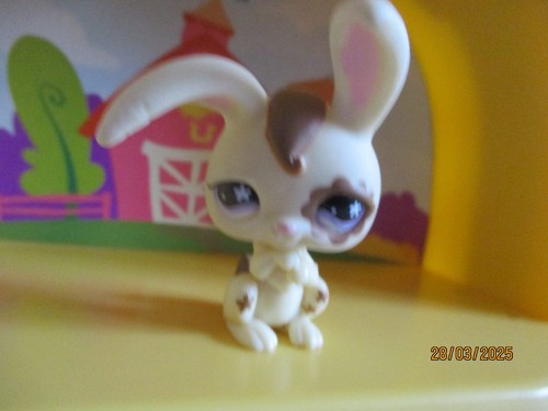 Petshop lapin garenne - lapin, de