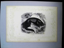 ANIMAUX - 2 CASTORS / 1 LOUTRE