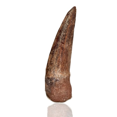 Dent spinosaurus massive - spinosaurus,