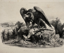 Vautour devorant Gazelle LITHOGRAPHIE Frey FRATIN Gingembre ANIMALIA XIX°