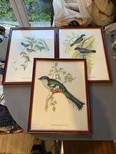 3 Tableaux oiseaux Lithographie? GOULD et RICHTER plante ornithologie vintage