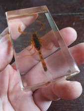 SCORPION DANS DE LA RESINE