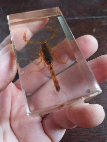 Scorpion dans resine - de,