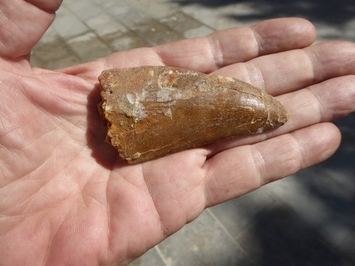 Dent fossilisee - dent,
