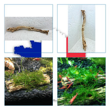 Cholla Wood 32x3CM  holley