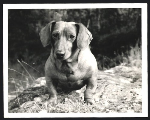 Photographie chien teckel