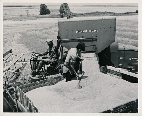 Culture 1950 moissonneuse - culture,