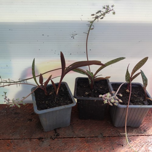 Ledebouria socialis scillata - socialis, /