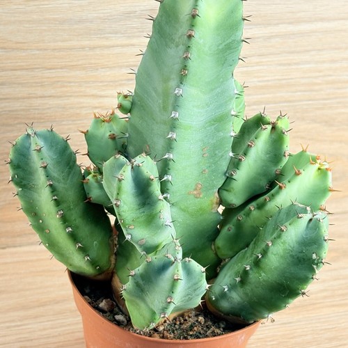 Euphorbia resinifera pot - euphorbia, 10