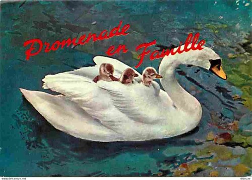Carte postale animaux - carte,