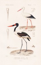 Stork Storch Ciconia
