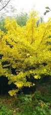 Ginkgo Biloba (Amazing Plant