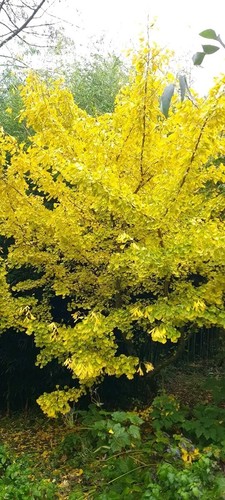 Ginkgo biloba amazing plant - biloba, (amazing