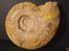 Ammonite Brasilia Gigantea