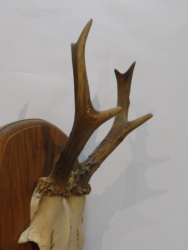Trophee brocard chevreuil 15 - brocard/chevreuil,