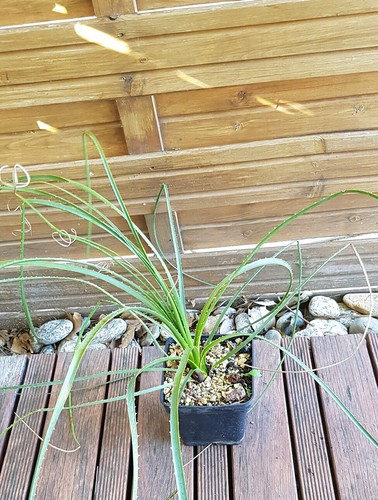 Dasylirion serratifolium - dasylirion, "serratifolium"