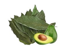 Feuilles d'avocatier séchées