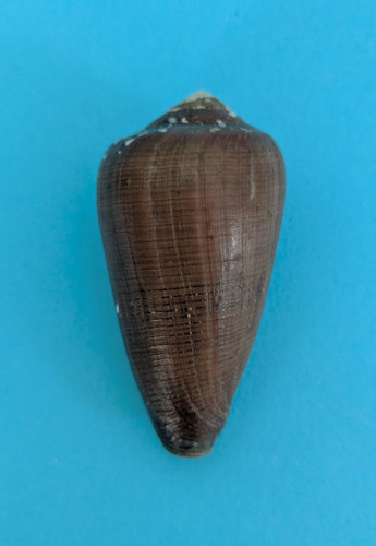 Conus vezoi 8 - conus,