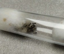 Fourmi : Lasius Niger une