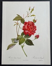 Botanique Rosier du Bengale