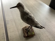 taxidermie oiseaux 