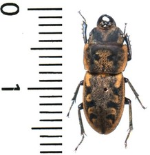 Lucanidae - ERICHIUS FASCIATUS