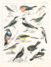 Martin Pêcheur Oiseau Bleu Oiseau À Tête Noire Lithographie Oken 1830