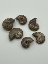 Petit lot de fossiles d'ammonites opalisées