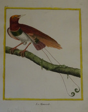 Le Manucode Buffon et