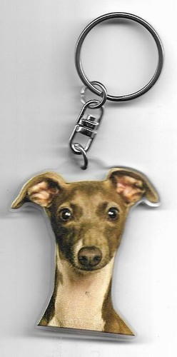 Levrier italien chien - , porte