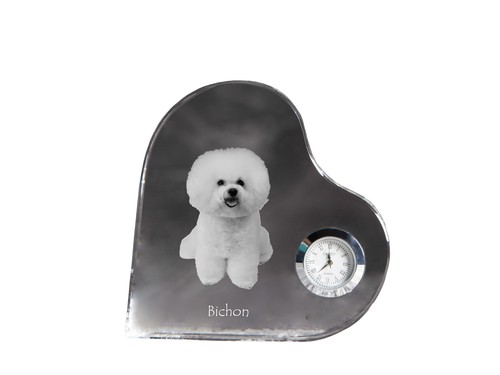 Bichon frisé bouclé - frisé,,