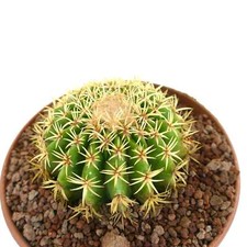 Echinocactus grusonii form