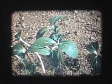 Film 16 mm Sonore en Français