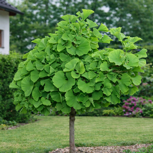 Ginkgo biloba mariken - cv,