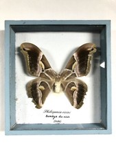 Cadre Papillon taxidermie Philosamia Ricini, Bombix Du Ricin (Inde) Vintage