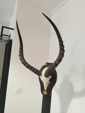 taxidermie massacre d'impala  ancien empaillé cabinet de curiosité animaux décor