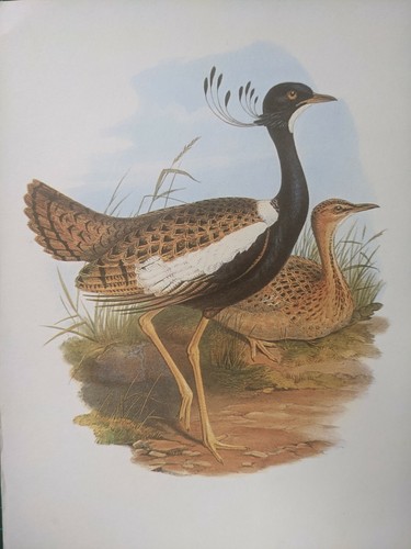1969 imprimé oiseau likh - imprimé,
