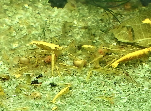 Crevettes caridines néons - 10,