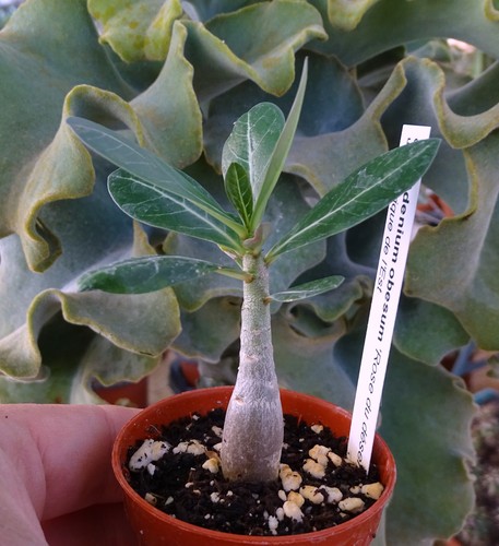 Adenium obesum pachypodium - adenium,