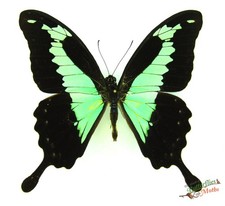 Papilio Phorcas Papillon Vert