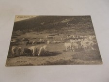 66 PYRENEES ORIENTALES  EN CERDAGNE UN PATURAGE BERGER ET MOUTONS 1922