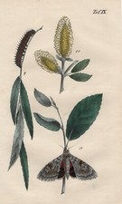 Saule Pleureur Saule Ordre Ruban Papillon LITHOGRAPHIE De 1847 Schenckel