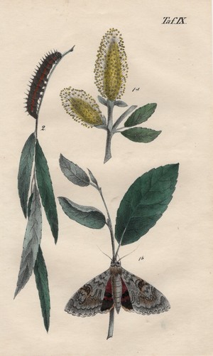 Saule pleureur - saule, ordre