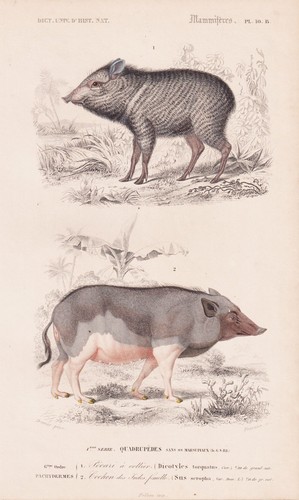 Sanglier pecari tajacu - sanglier,