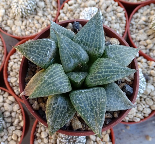 Haworthia comptoniana - haworthia,