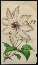 1855 - Clématite - Chromolithographie - Botanique - Gravure couleur de fleurs