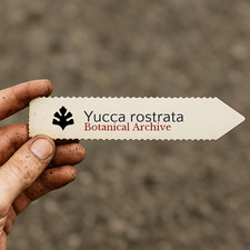 Yucca rostrata 100 SEEDS -