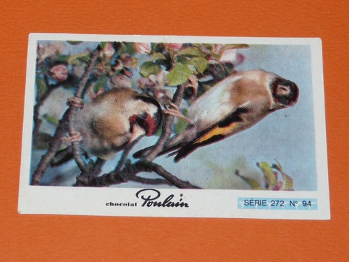 Image chocolat poulain animaux - chocolat,