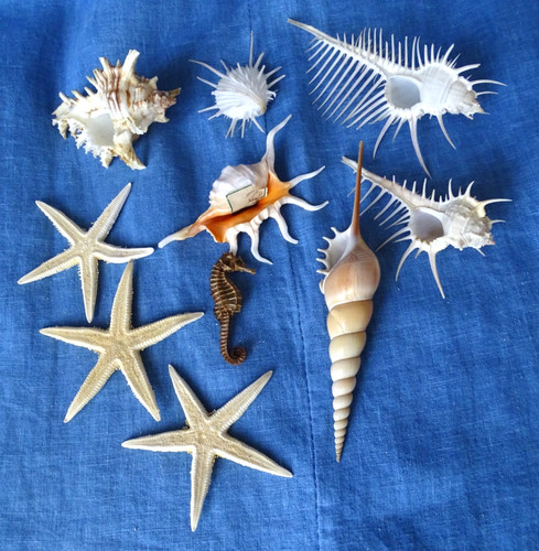 Lot coquillages peigne - coquillages,