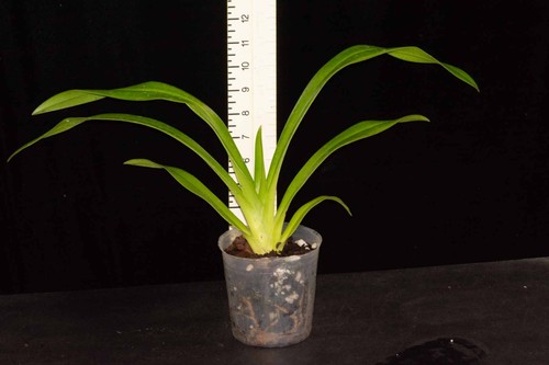Phragmipedium les landes - phragmipedium,